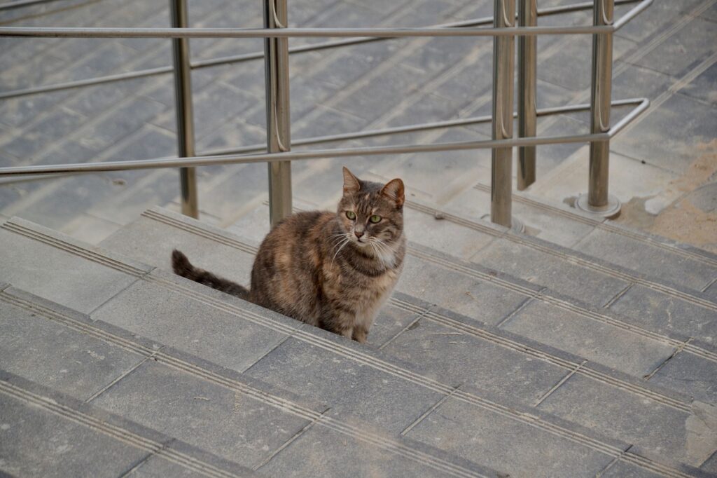 slightly elevated bun in cats should you worry