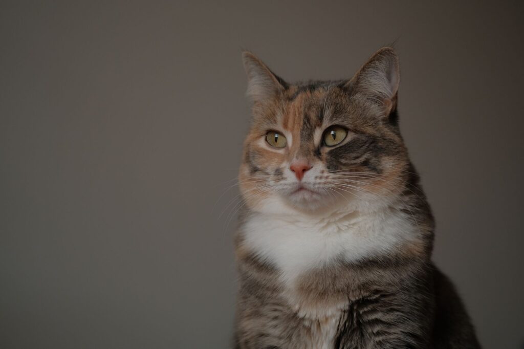 slightly elevated creatinine in cats should you worry