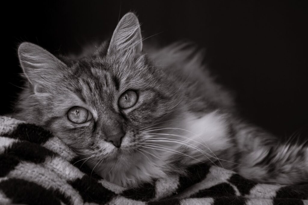 sodium blood test in cats what it measures