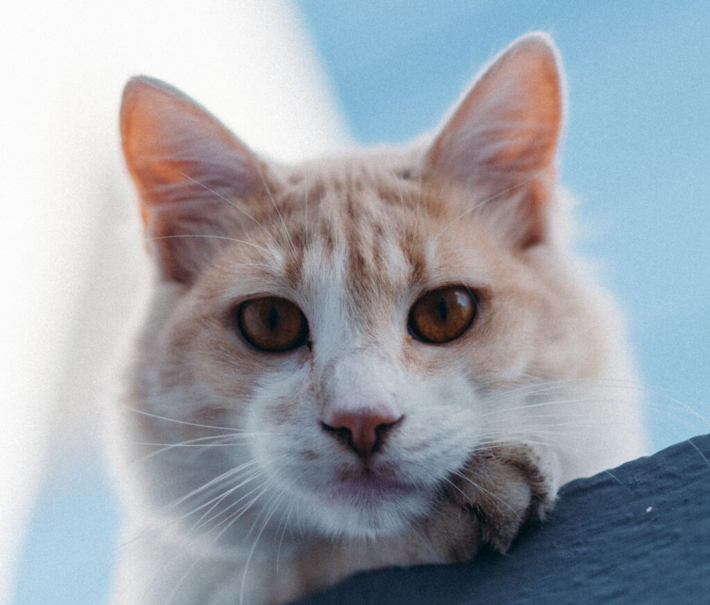 sodium levels in kittens normal or not