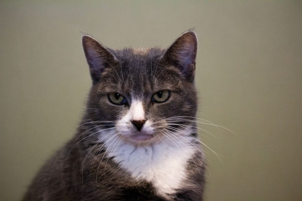 stress and alp levels in cats