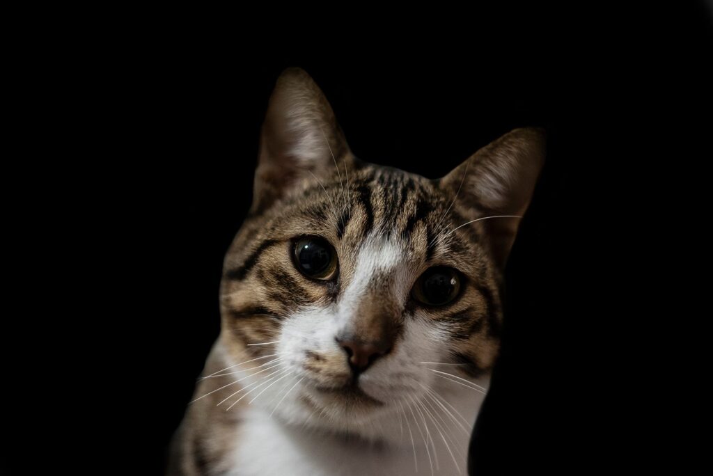 stress and alt levels in cats