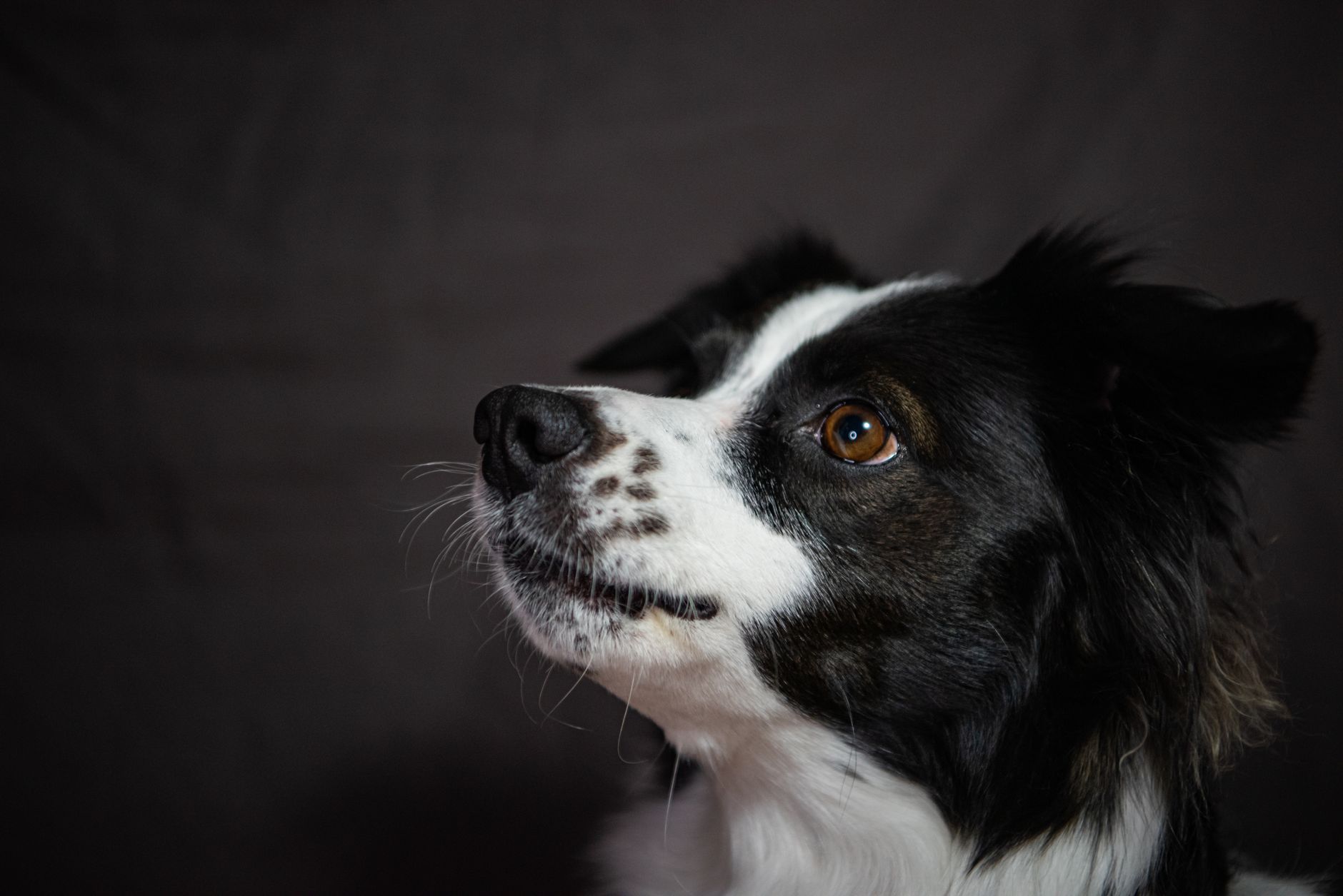 Veterinary care for a dog
