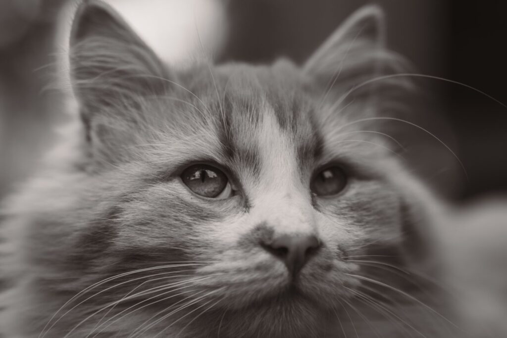 stress and ast levels in cats