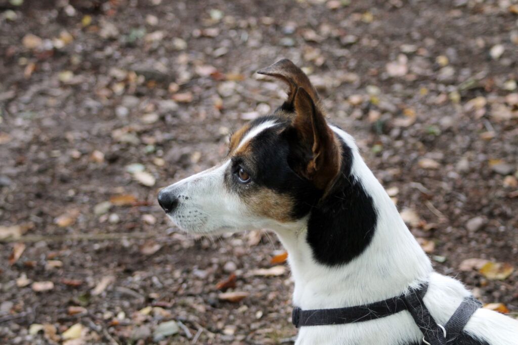 stress and ast levels in dogs