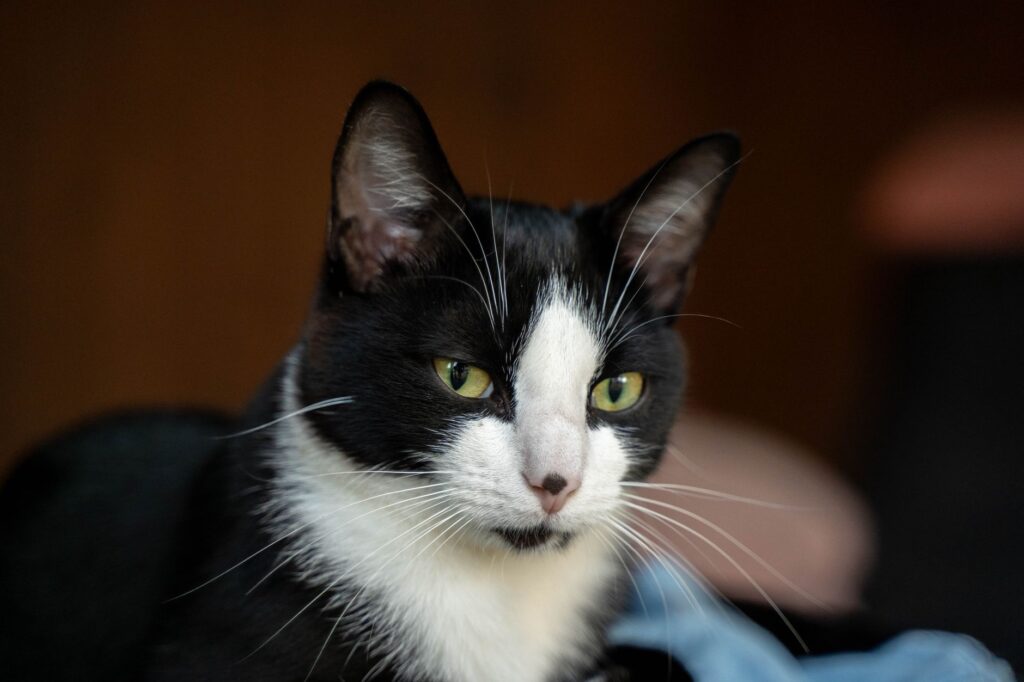 stress and bun levels in cats