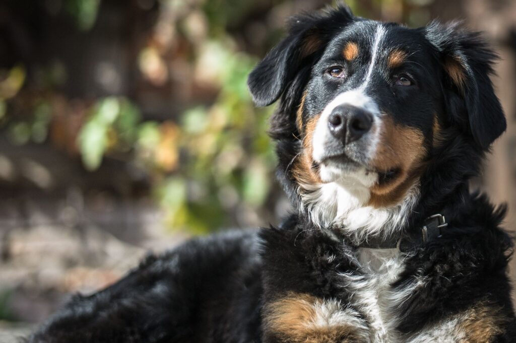 stress and bun levels in dogs