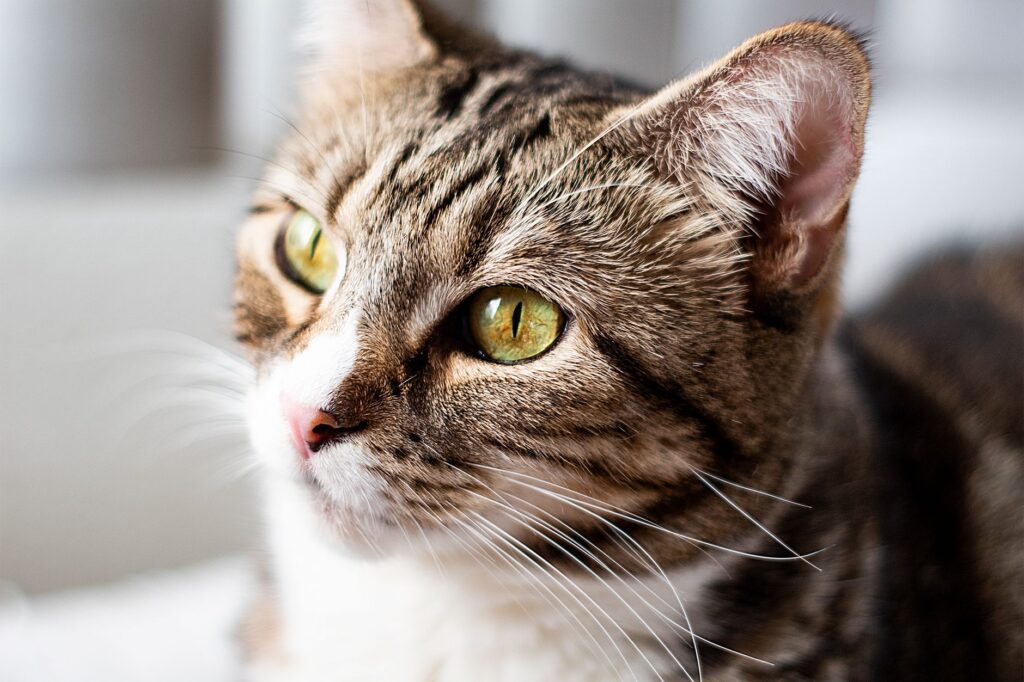 Stress and Calcium Levels in Cats