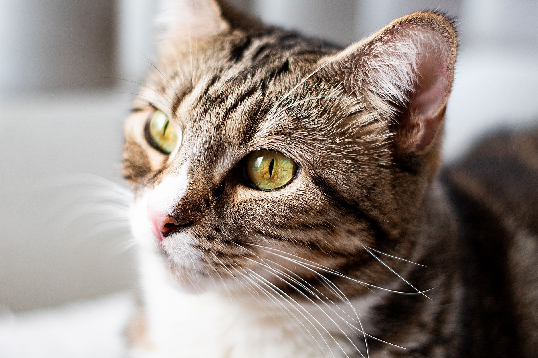 Veterinary care for a cat