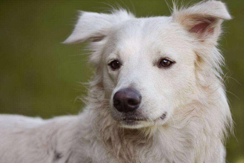 stress and calcium levels in dogs