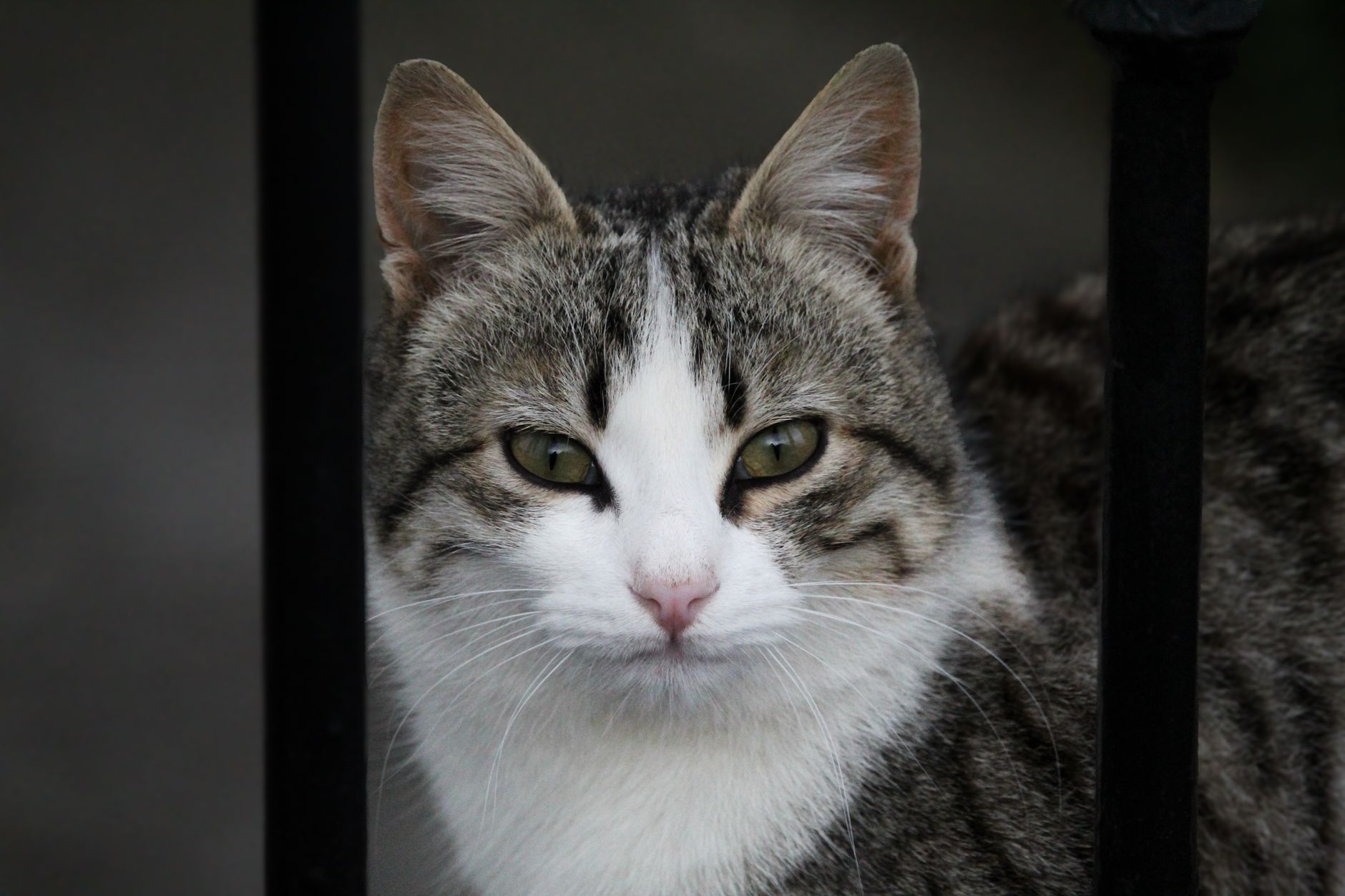 Veterinary care for a cat
