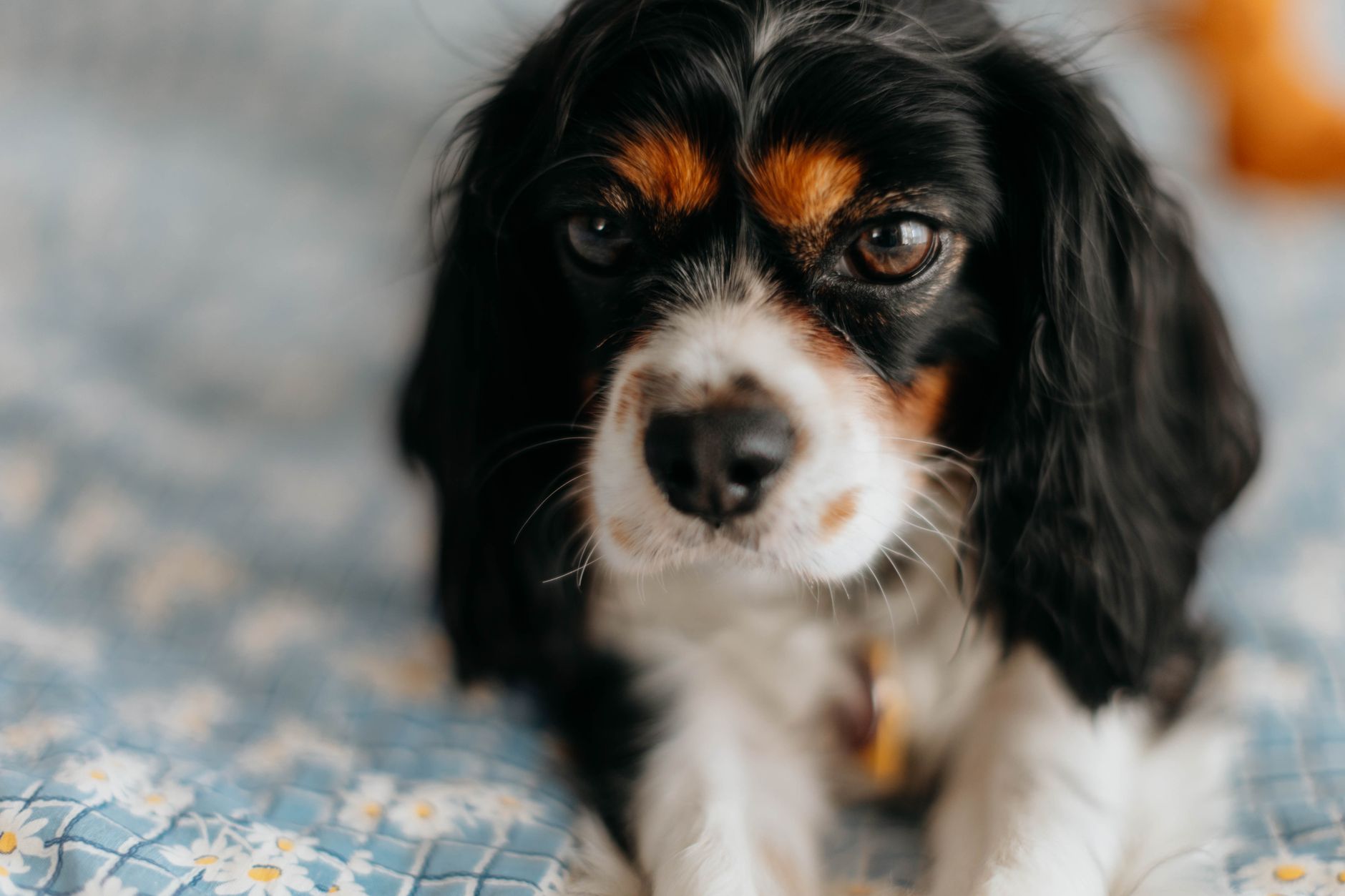 Veterinary care for a dog