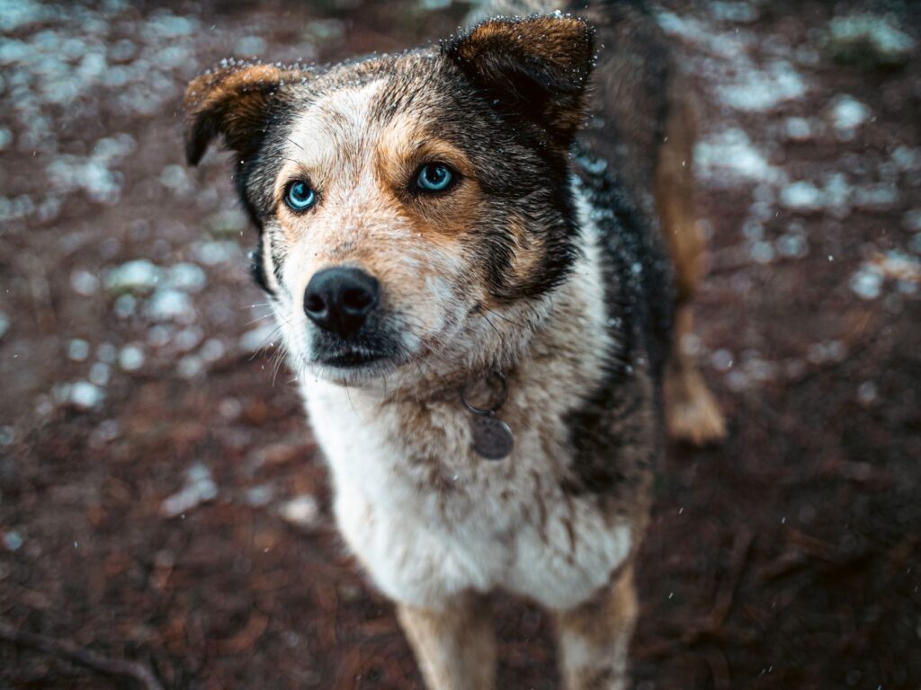 stress and ggt levels in dogs
