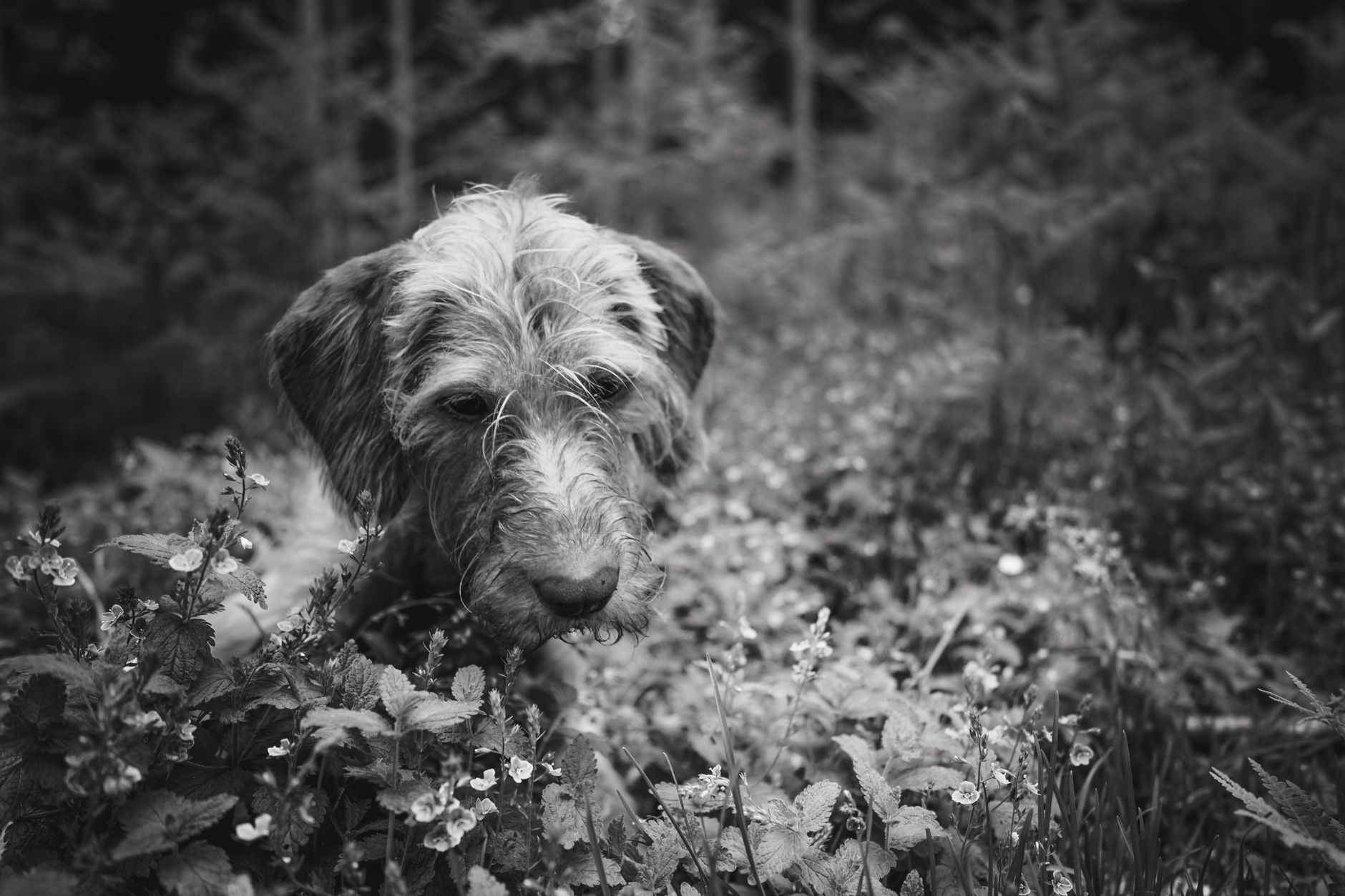 Veterinary care for a dog