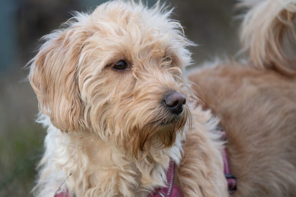 stress and potassium levels in dogs