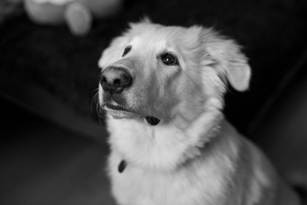 stress and sdma levels in dogs