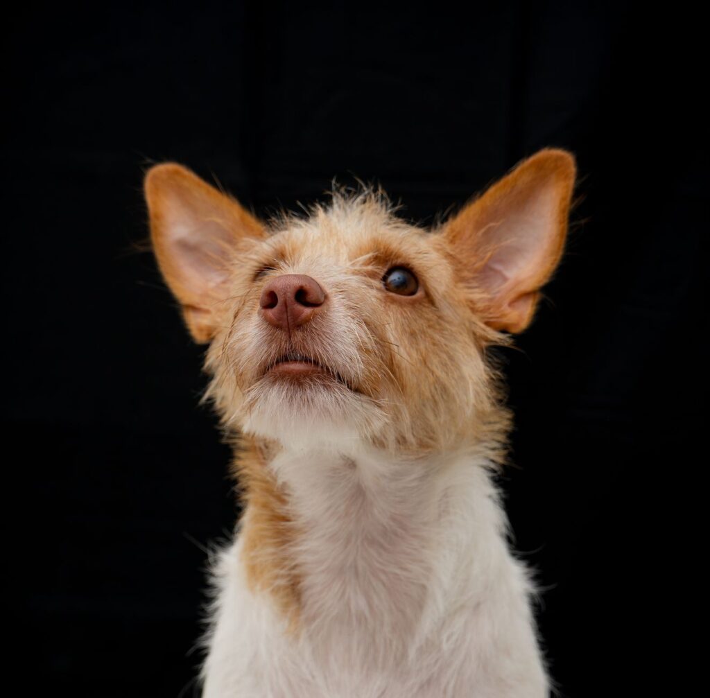 stress and sodium levels in dogs