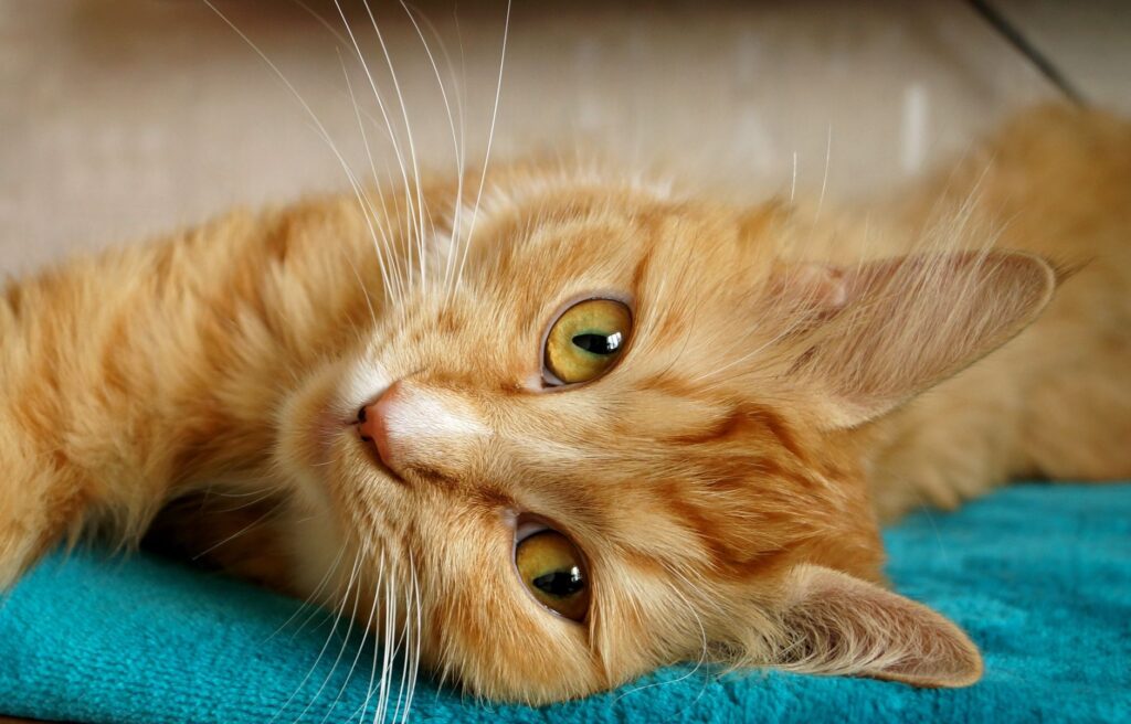 thyroid panel in cats t4 ft4 tsh reading guide