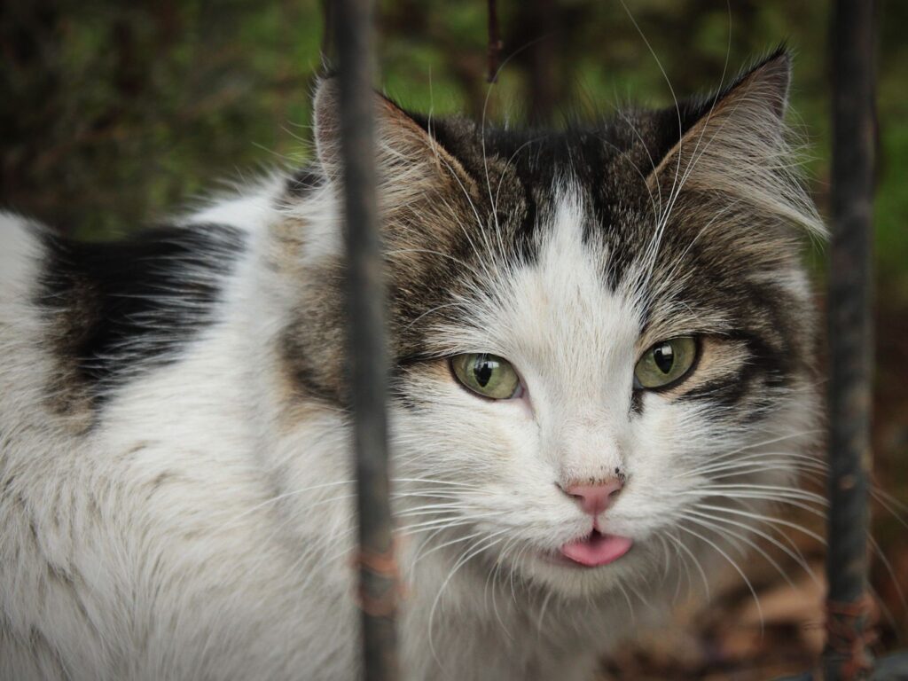 understanding elevated amylase levels in cats post surgery