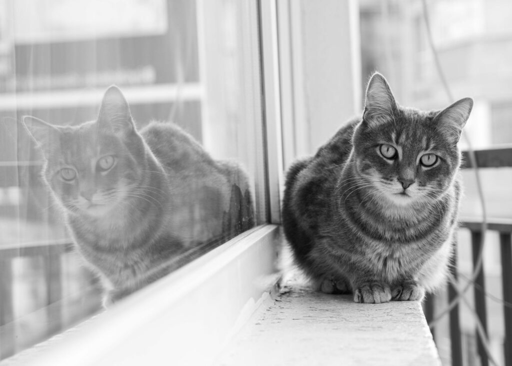understanding low cat hct levels anemia insights