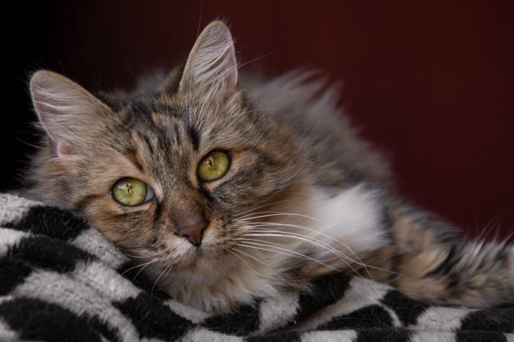 wbc in cats how to read and interpret the result