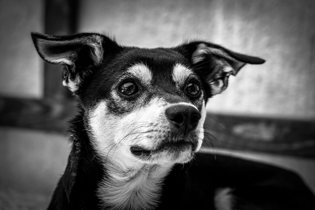 wbc in dogs how to read and interpret the result