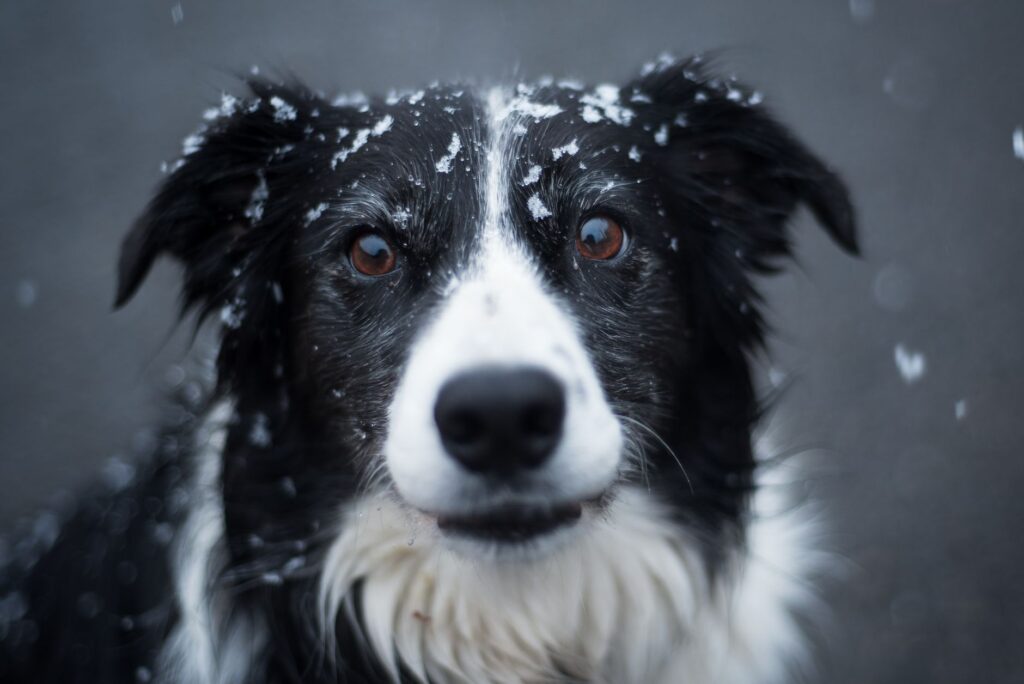 wbc levels in puppies normal or not