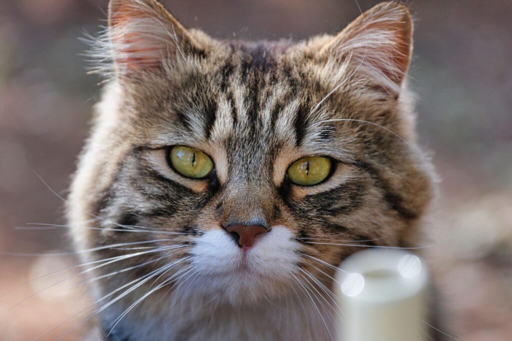 what blood tests detect cancer earliest in cats