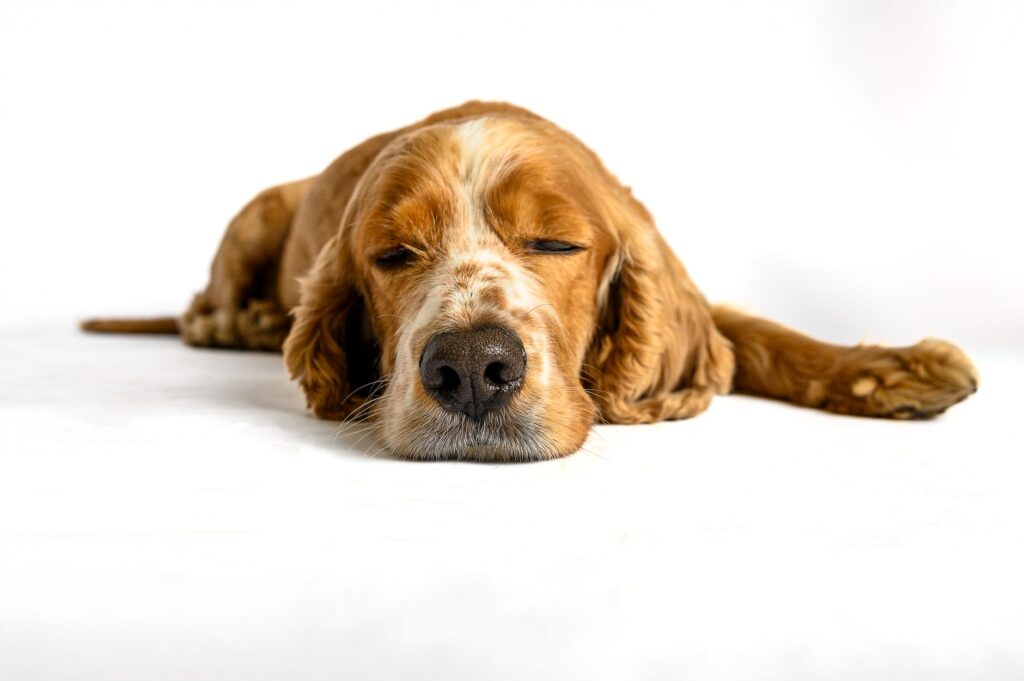 what bloodwork changes indicate cancer in dogs