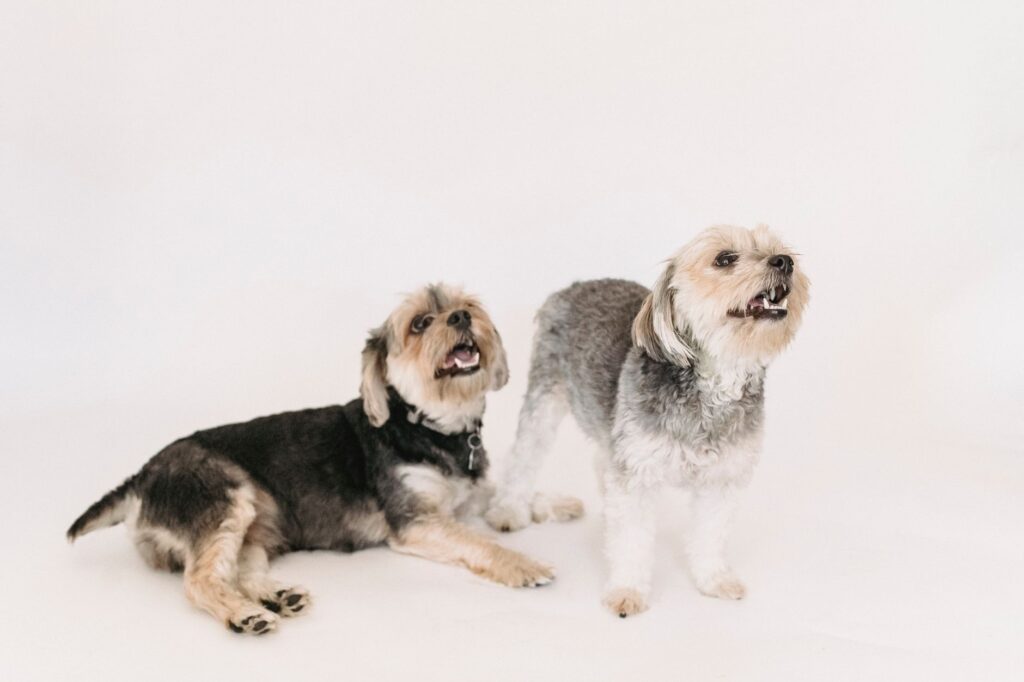 what do abnormal blood test results mean in pets