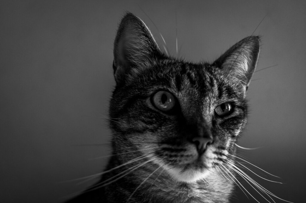 what happens if high alt goes untreated in cats