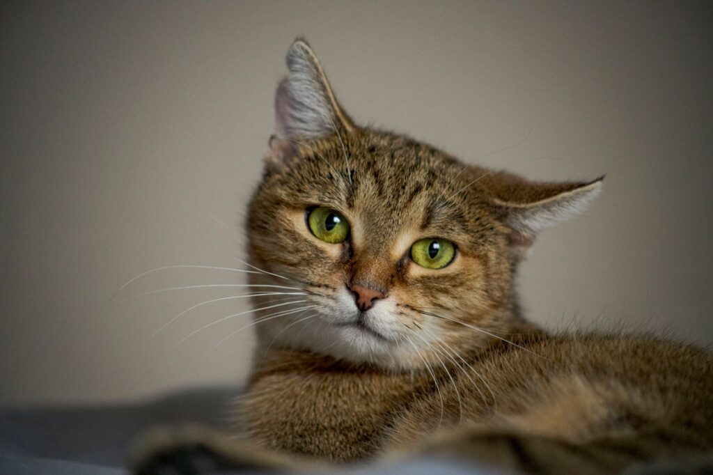what happens if high bun goes untreated in cats