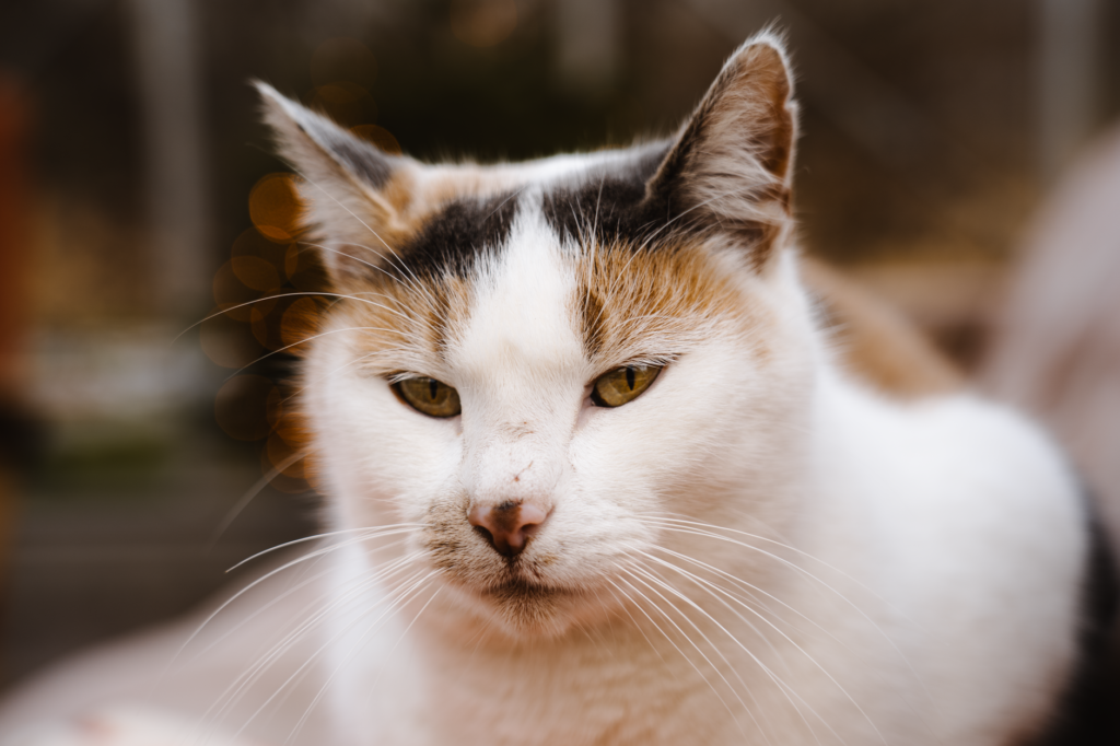 what happens if high ggt goes untreated in cats