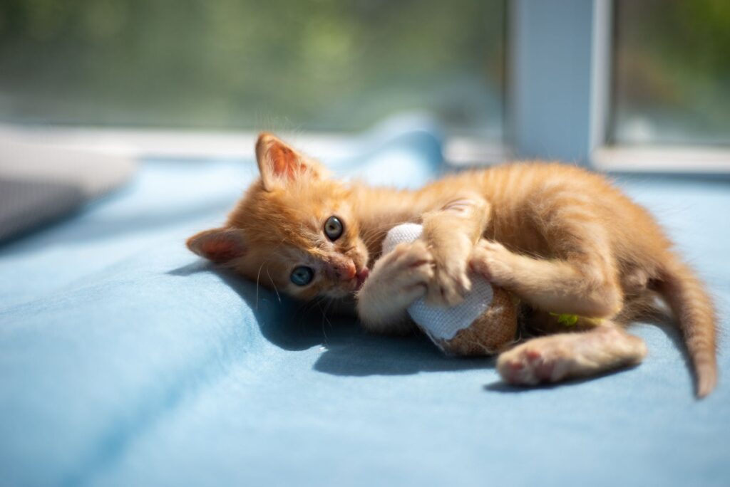 what low albumin means in cats