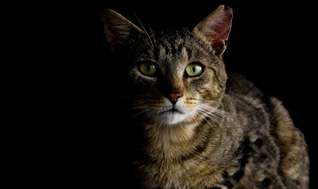 what should you check in senior cat blood tests every year