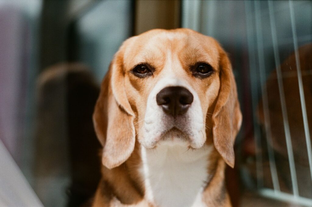when to retest after abnormal alp in dogs