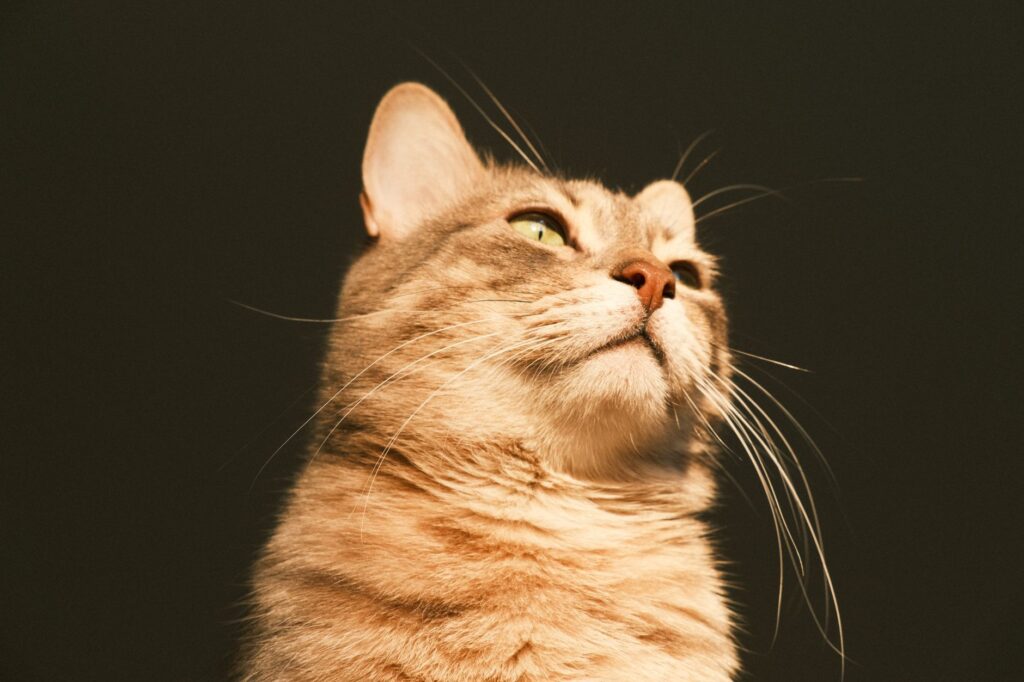 when to retest after abnormal ast in cats