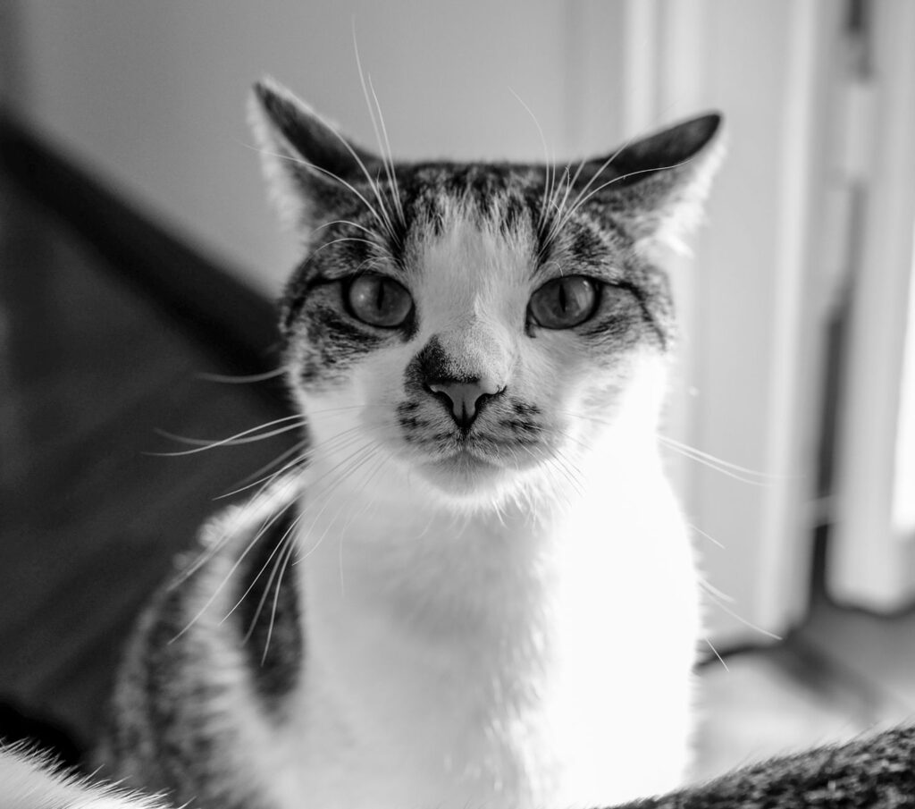when to retest after abnormal bun in cats