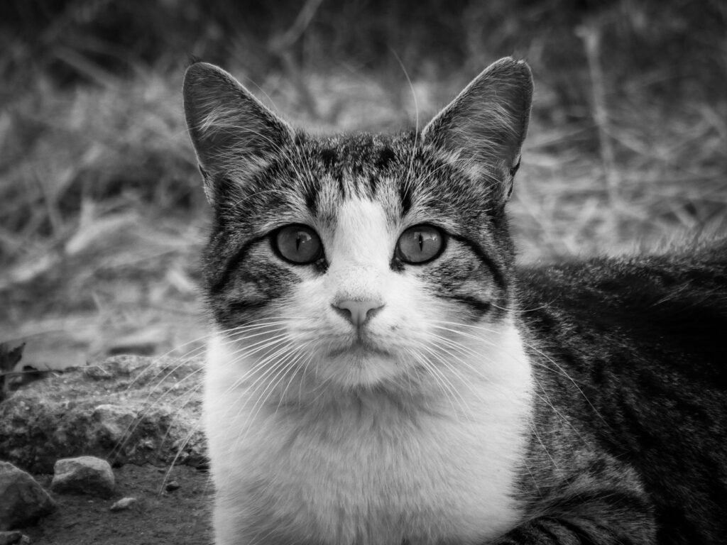 when to retest after abnormal ggt in cats