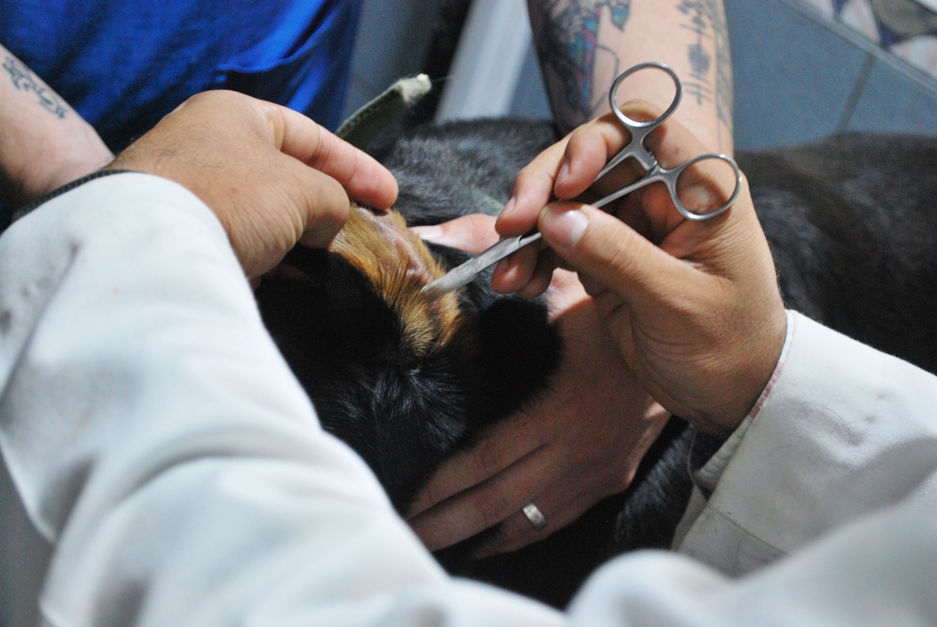 Veterinarian drawing a blood sample from a dog