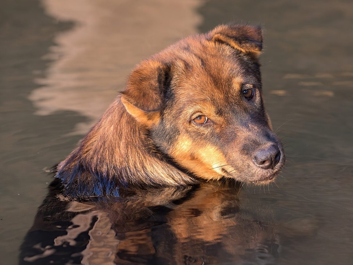 A dog undergoing diagnostic blood testing at a veterinary clinic
