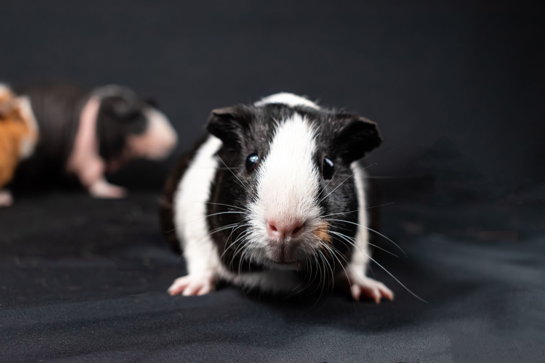Veterinarian examining a guinea pig during a checkup