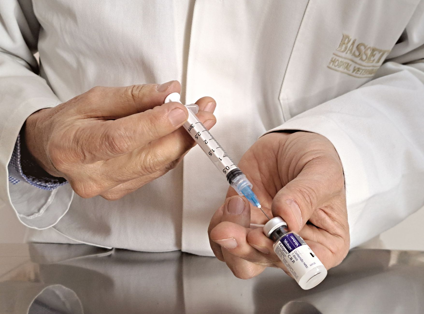 Veterinarian drawing a blood sample from a guinea pig