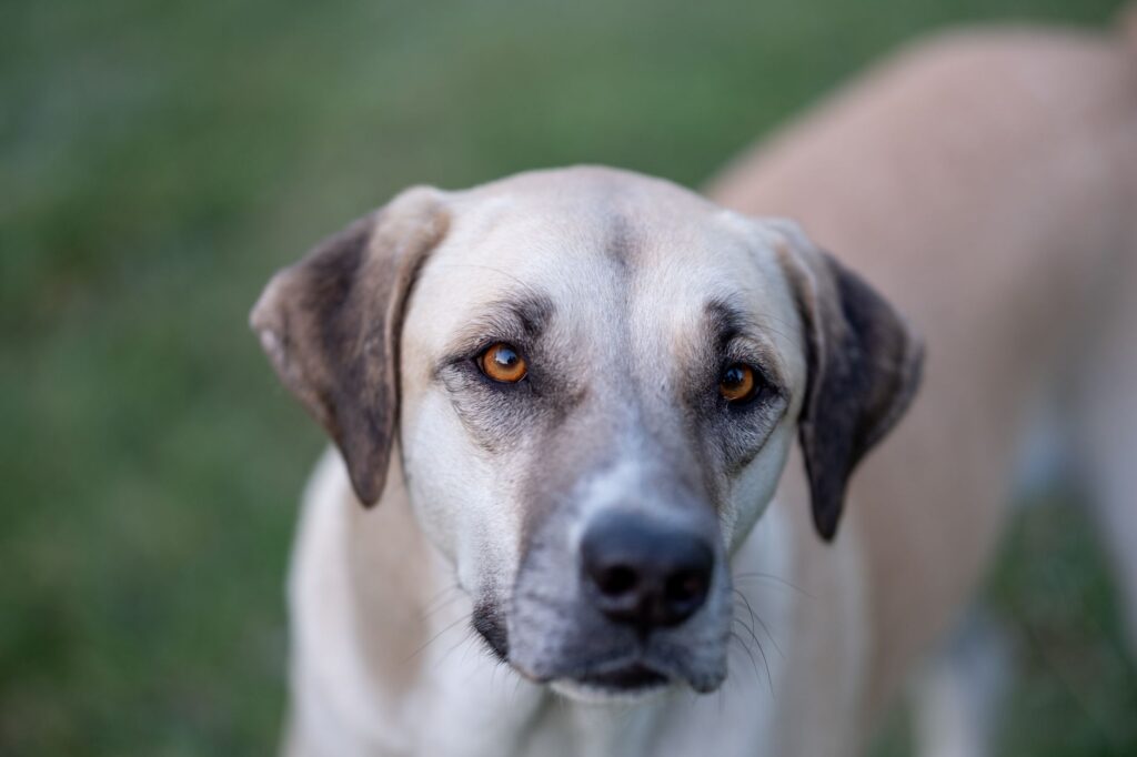 ast levels in senior dogs normal or not