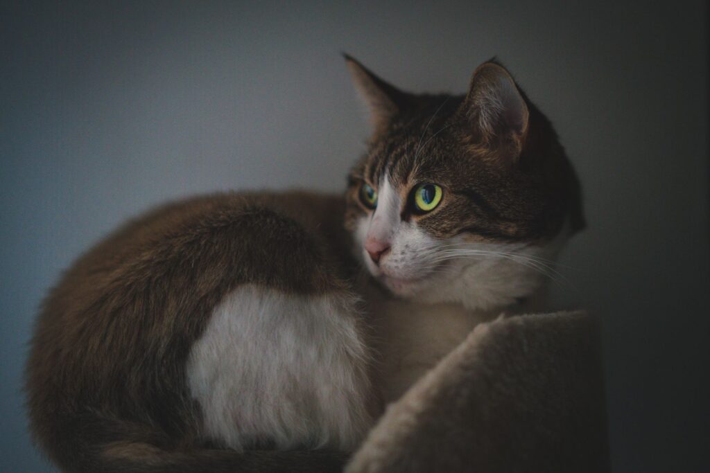 Blood Test Results in Cats with Chronic Kidney Disease - What to Expect