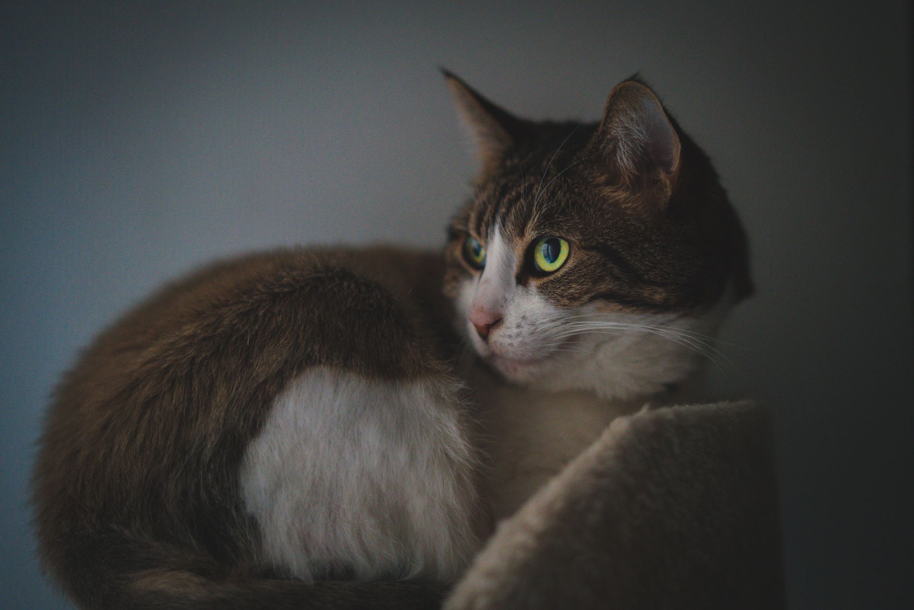 Veterinary care for a cat