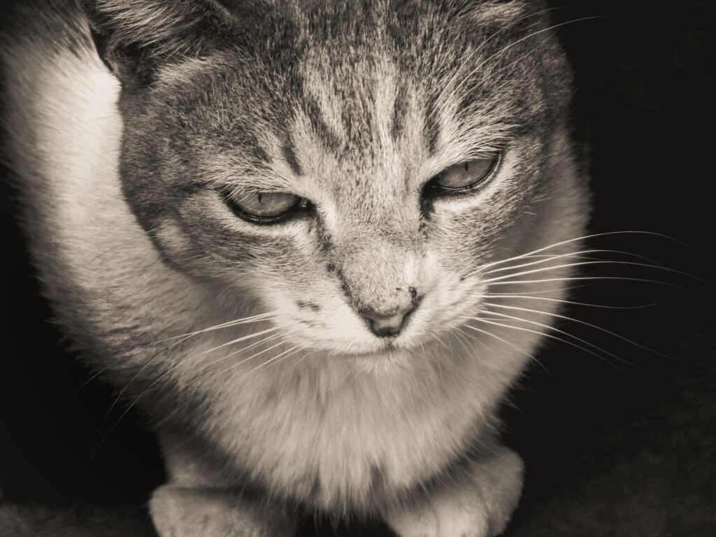 Blood Test Results in Cats with Pancreatitis - What to Expect