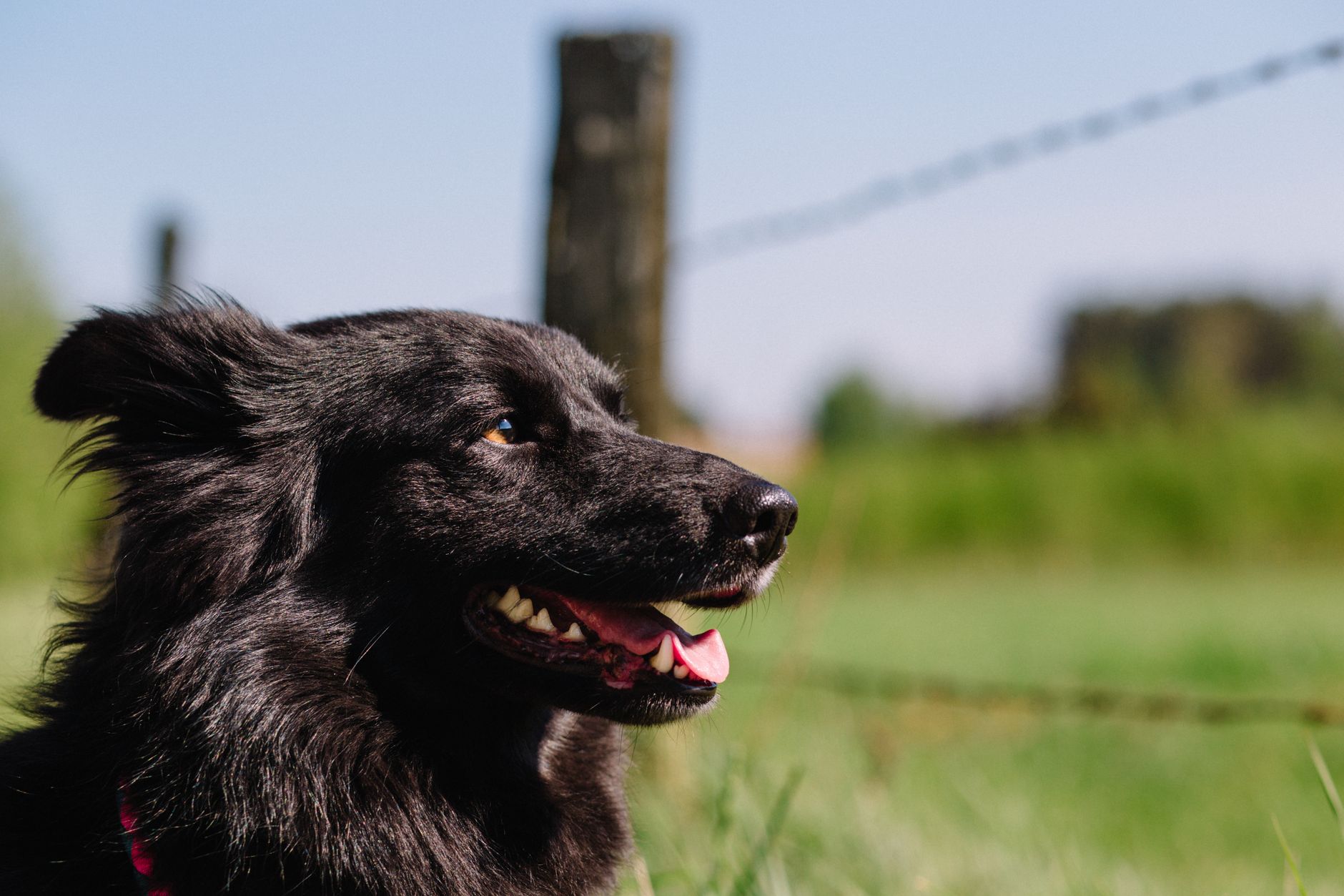 Veterinary care for a dog