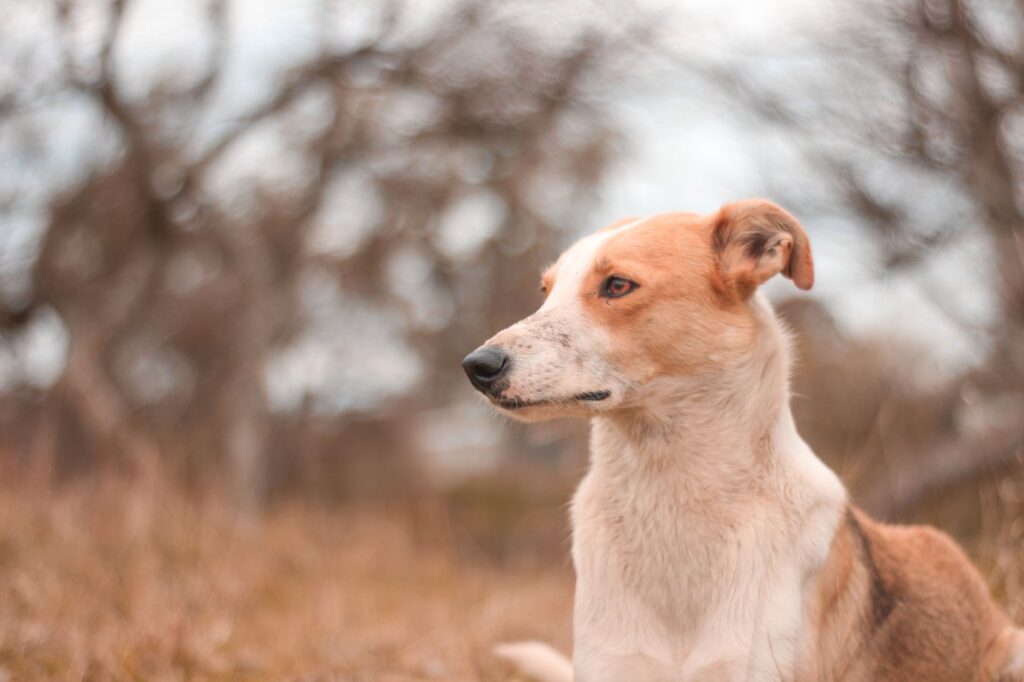 Blood Test Results in Dogs with Chronic Kidney Disease - What to Expect