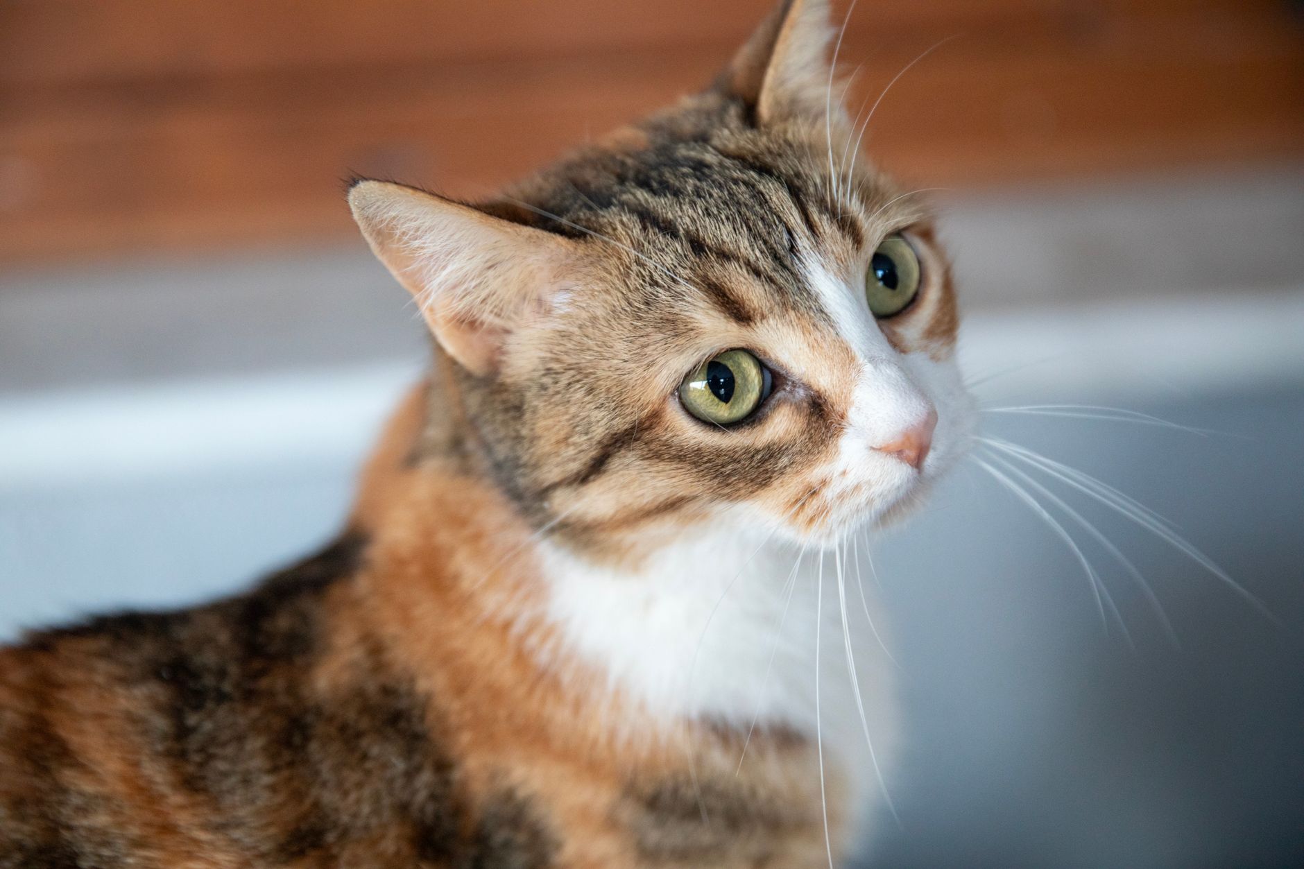 Veterinary care for a cat